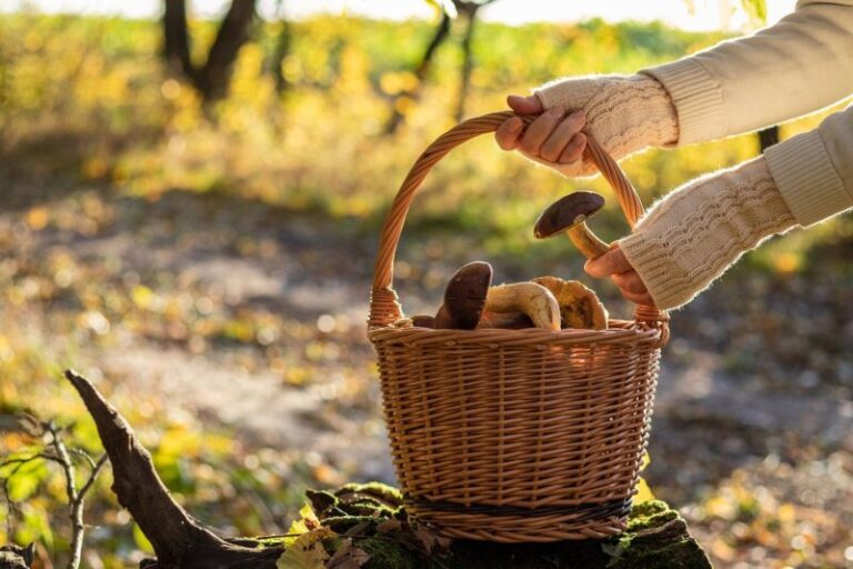 Picking Mushrooms