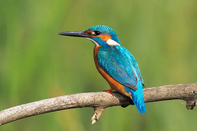 Kingfisher