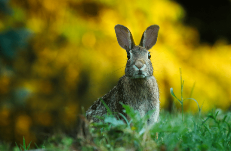 Rabbit at Night