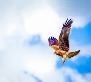 3 Hawks Circling