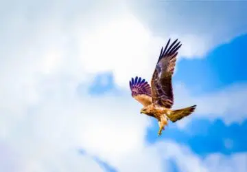 3 Hawks Circling