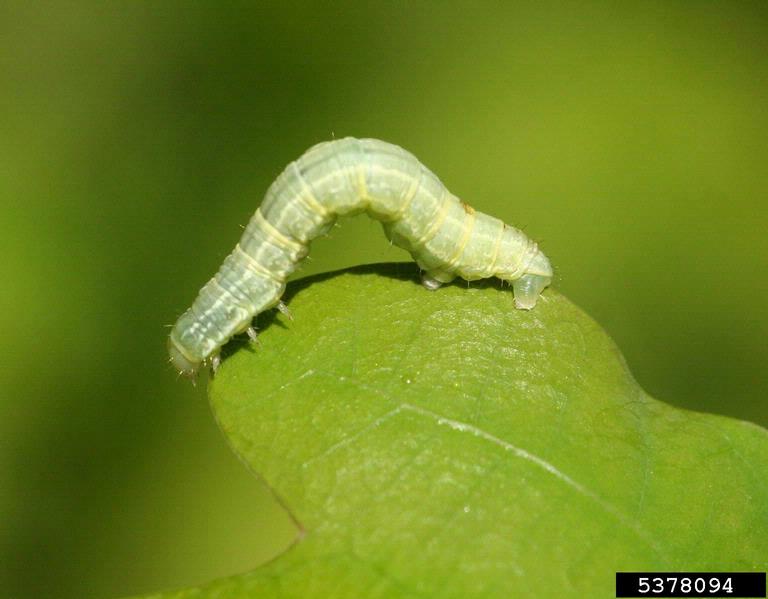 Green Caterpillar