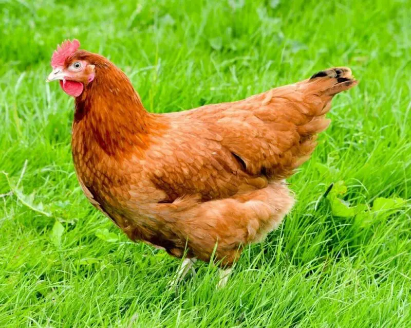 Hen