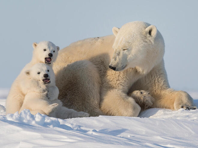 Polar Bear