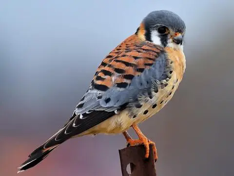 kestrel