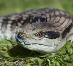 Blue Tongue Lizard