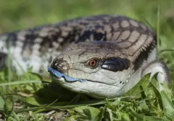 Blue Tongue Lizard