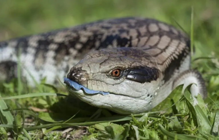 Blue Tongue Lizard