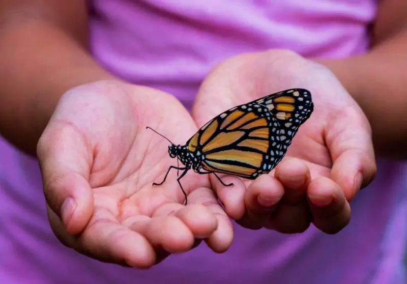 Butterfly in Your House