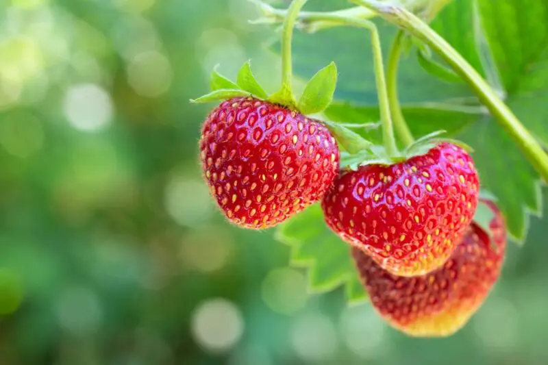 Strawberries