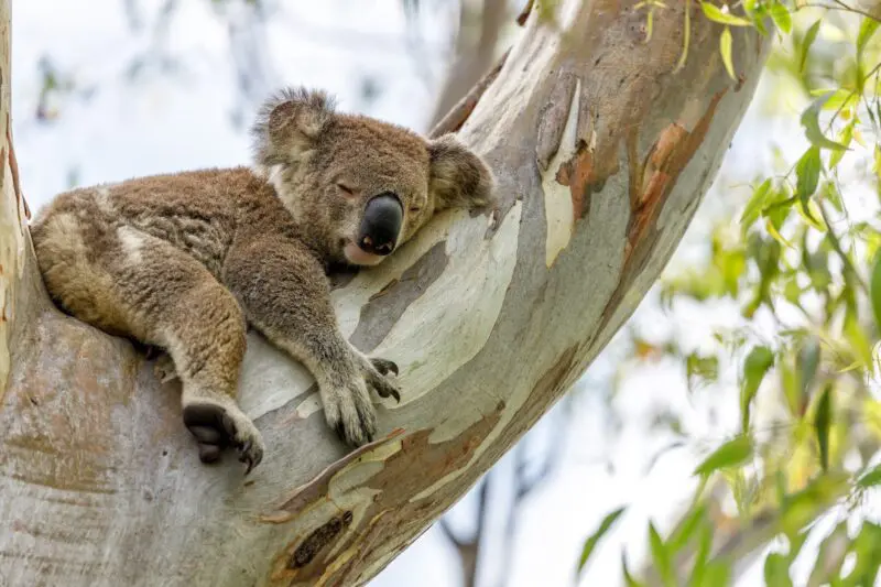 Koala