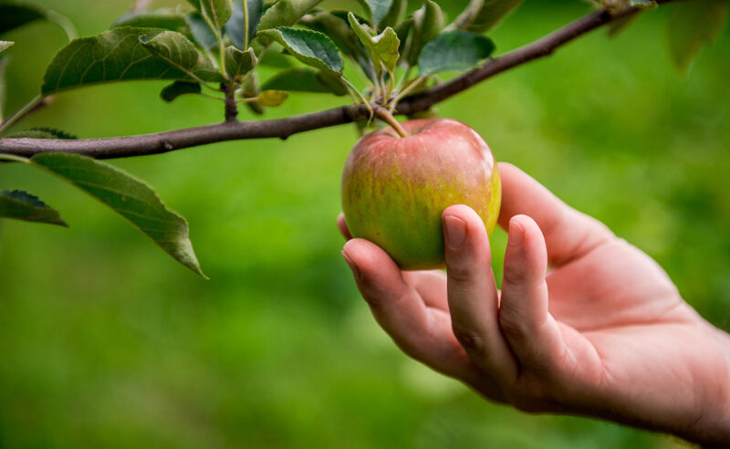 Picking Fruits