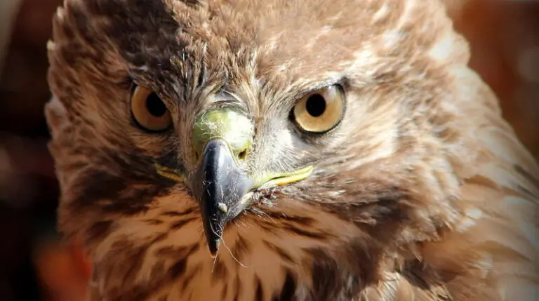 Hawk Stares At You