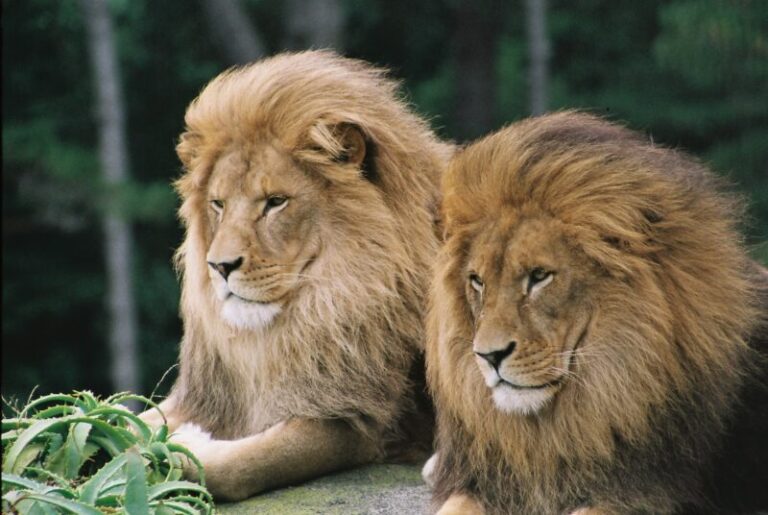 Lions