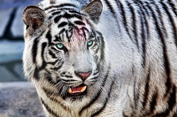 white tiger