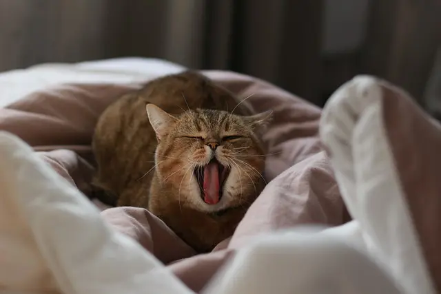 Yawning