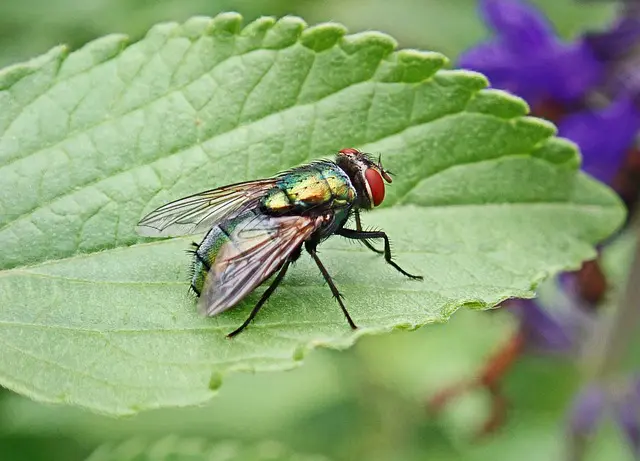 Fly Landing on You