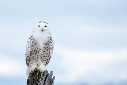 Snowy Owl