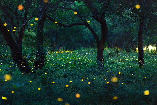 Fireflies