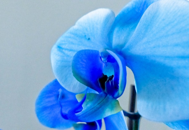 Blue Orchid