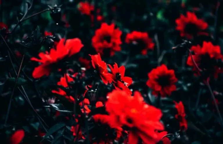 Red Flowers