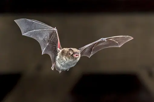 Bat