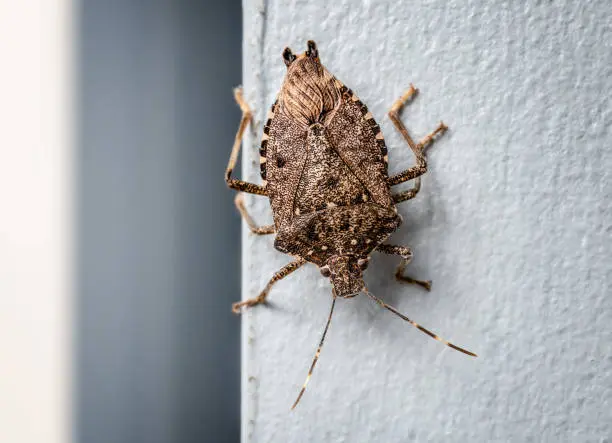 Stink Bug