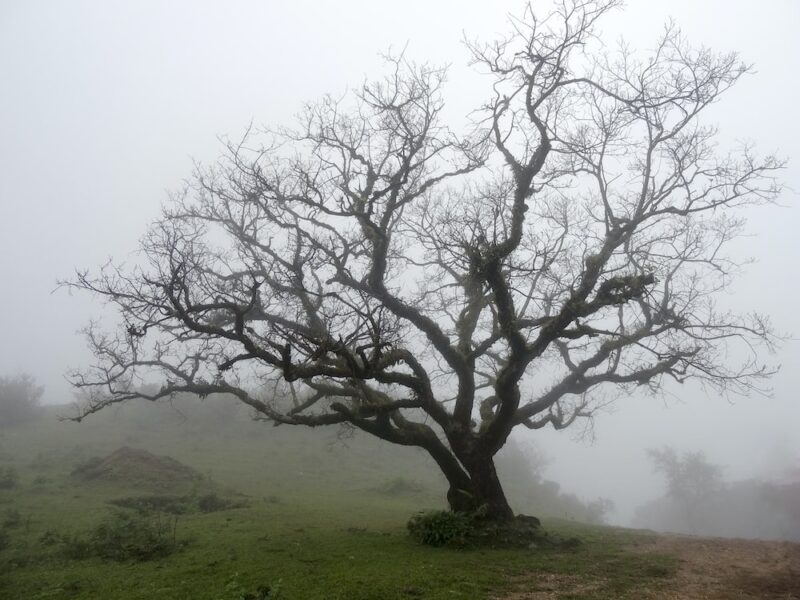 Leafless Tree