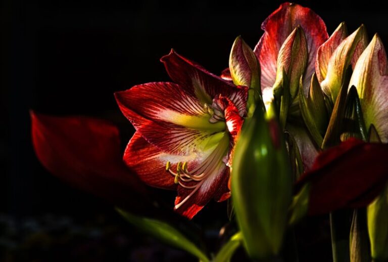 Red Lily