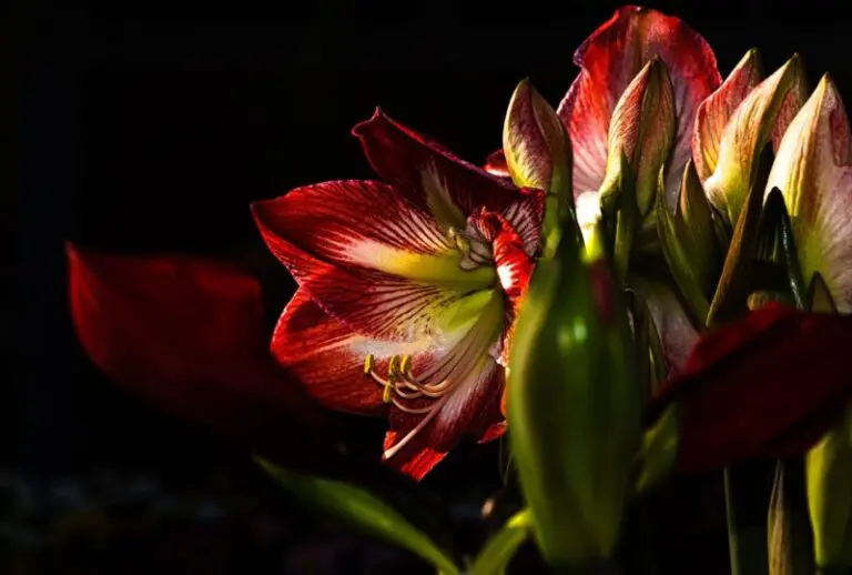 Red Lily