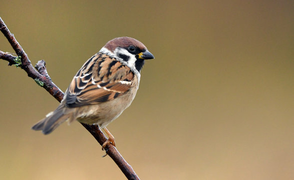 Sparrow