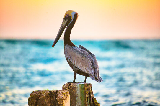 Pelican