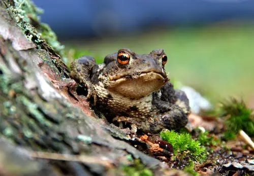 Toad