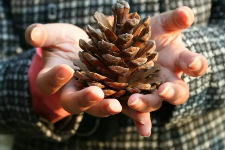 Pine Cone