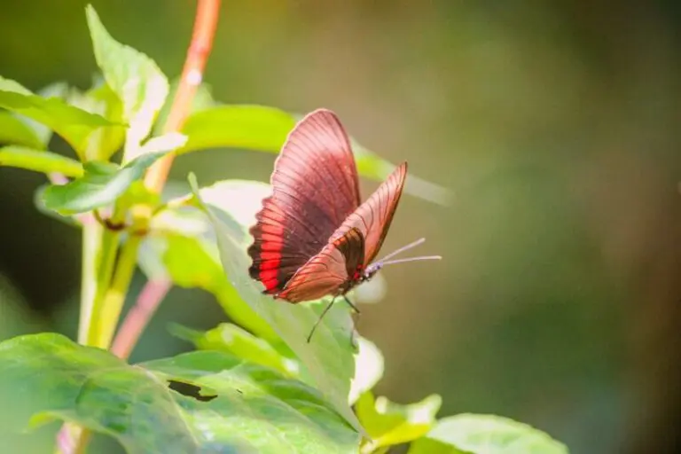 Pink Butterfly