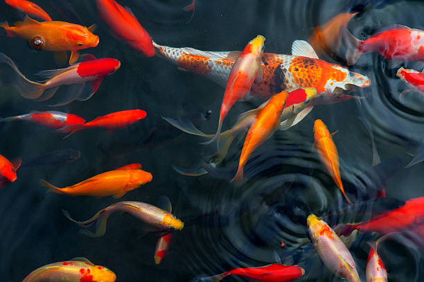 Koi fish