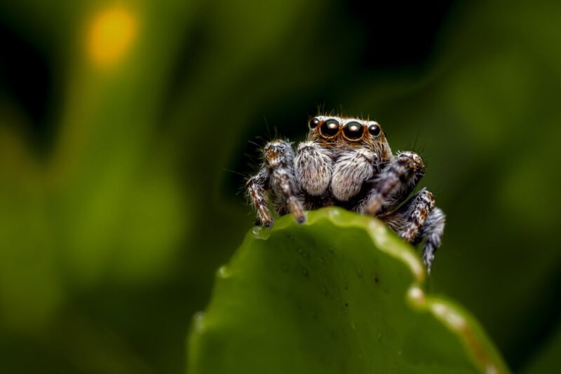 Jumping Spider