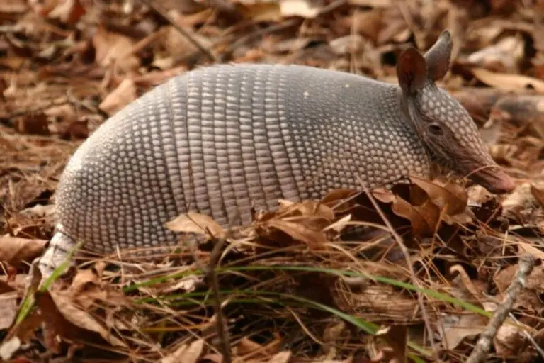 Armadillo