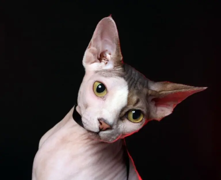 Sphynx Cat