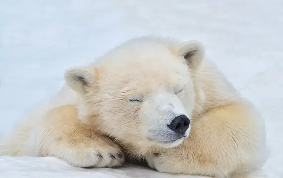 baby polar bear