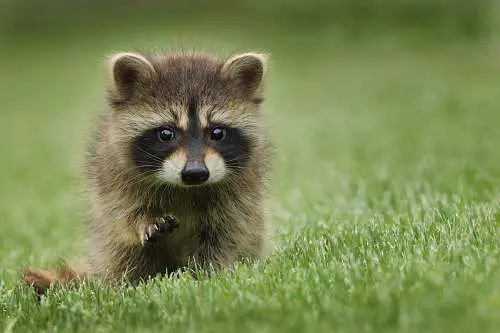 Raccoon