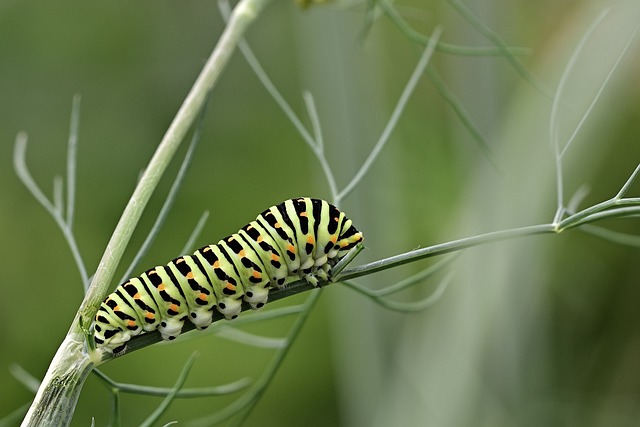 Caterpillar