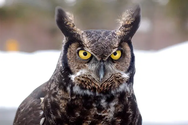 Great Horned Owl Feathers