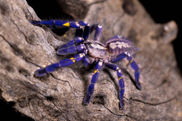 Blue Spider