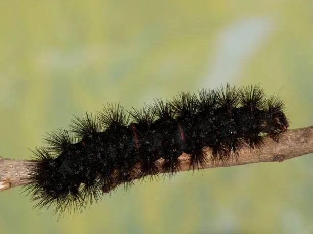 Black Caterpillar