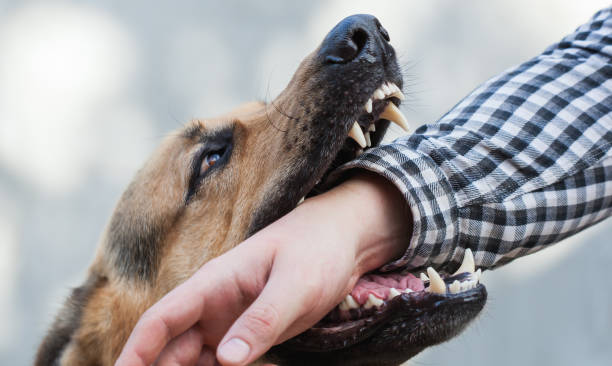 Dog Biting My Hand