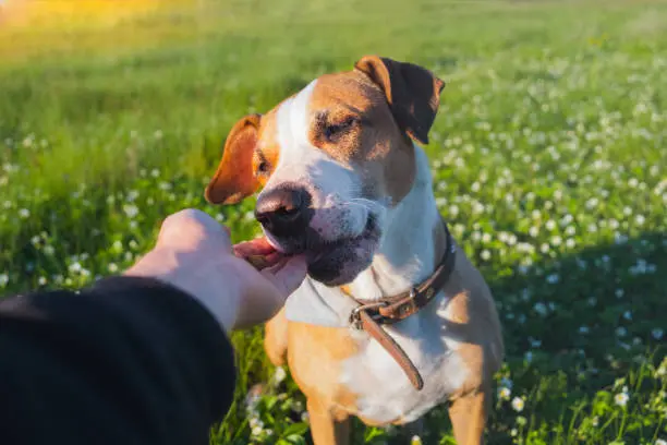 Giving Food to Dog