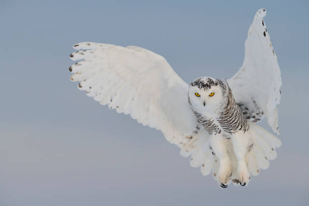 White Owl