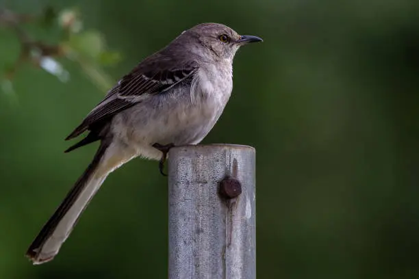 Mockingbird