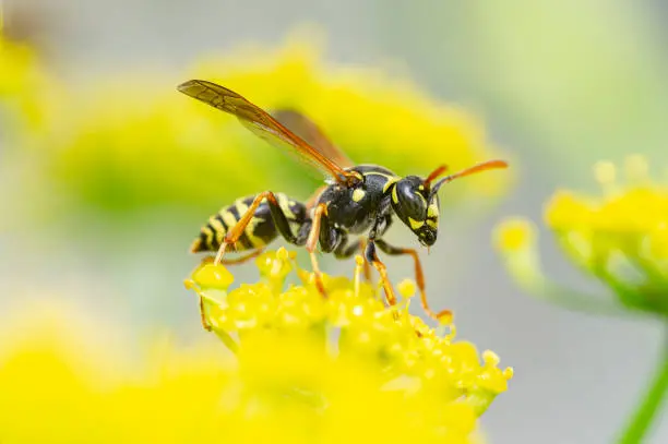 Yellow Jacket Bees